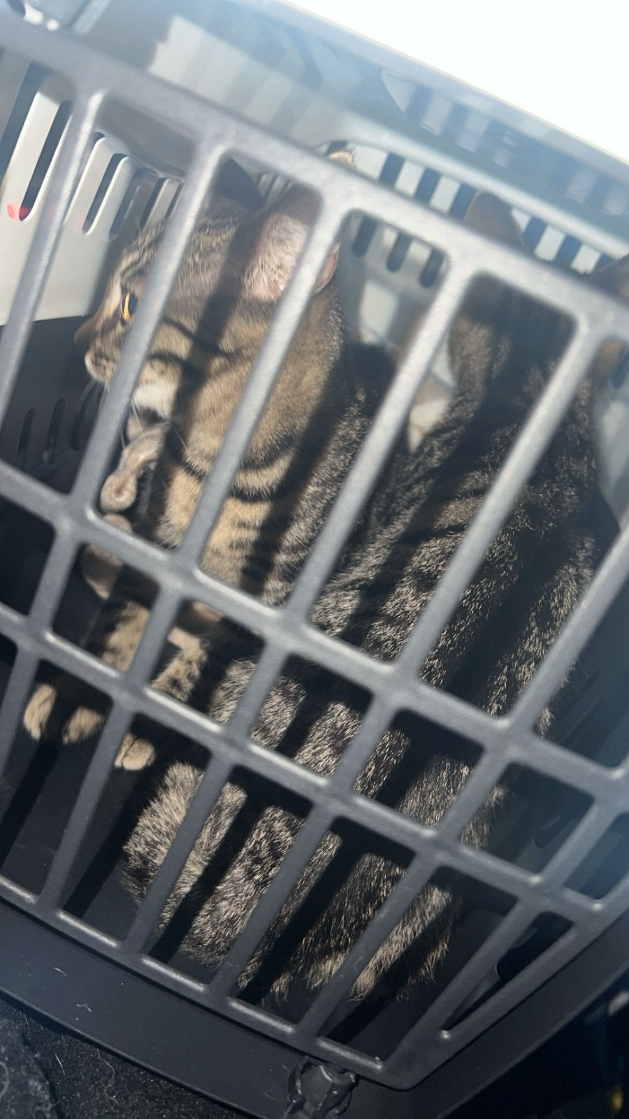 2 kittens, Ophalen, Nieuw, Voor, Bumper