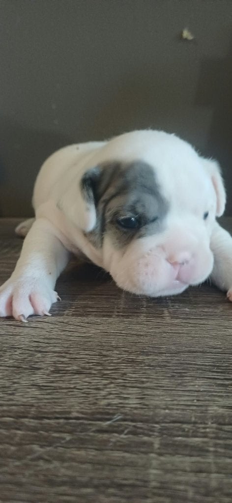 Engelse x franse bulldog puppys, Dieren en Toebehoren, België, Particulier, 8 tot 15 weken, Bulldog