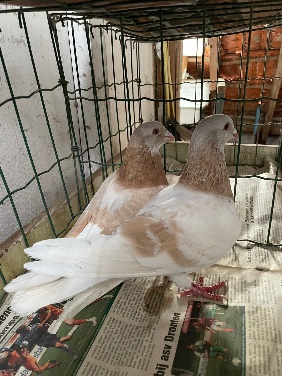 Koppel sions., Dieren en Toebehoren, Vogels | Duiven, Meerdere dieren, Postduif