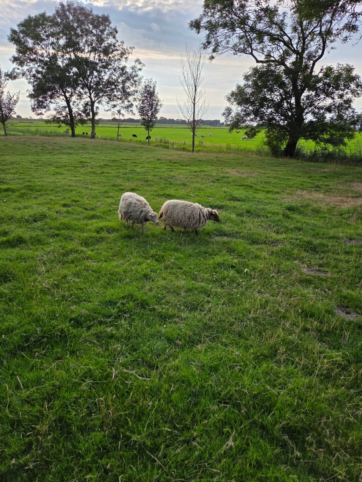Quessant ooien, Vrouwelijk, Schaap