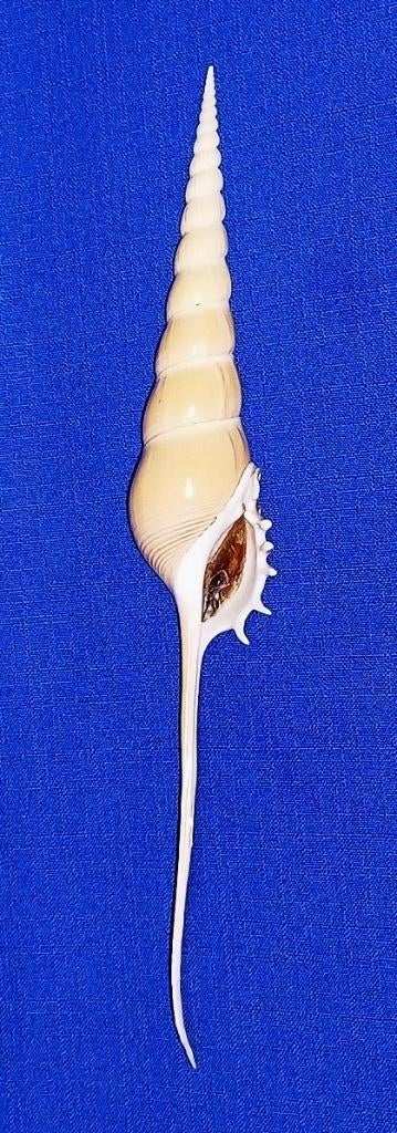 Schelpen, Tibia fusus, Ophalen of Verzenden, Schelp(en)