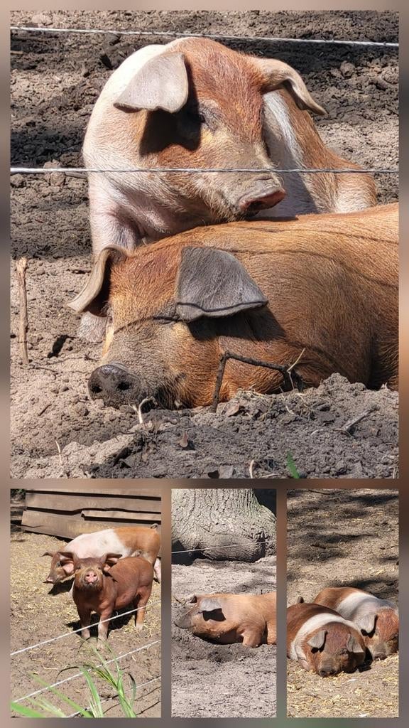 Natuurlijk stukje varkensvlees te koop!, Dieren en Toebehoren
