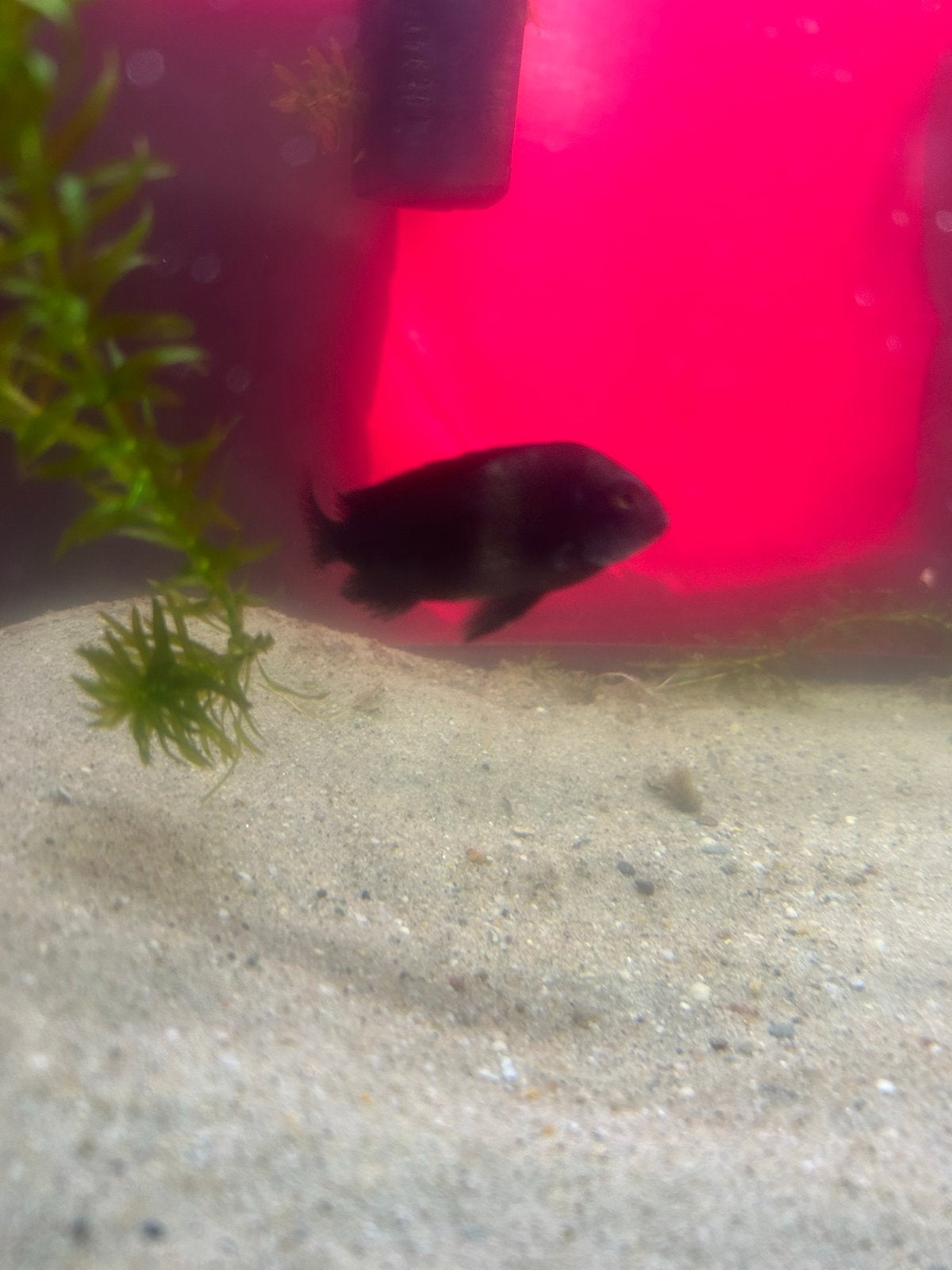 Tropheus duboisis 6 cm zwart met blauwe kop en witte streep, Dieren en Toebehoren, Vis, Zoetwatervis