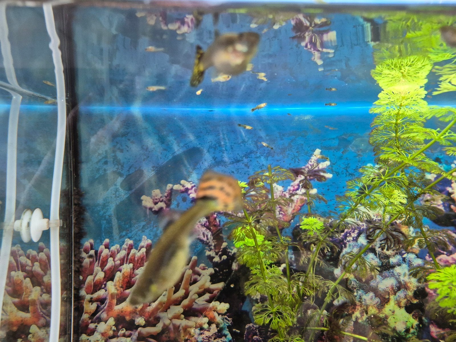 Guppies    (gratis), Ophalen of Verzenden, Plant(en), Steen of Hout
