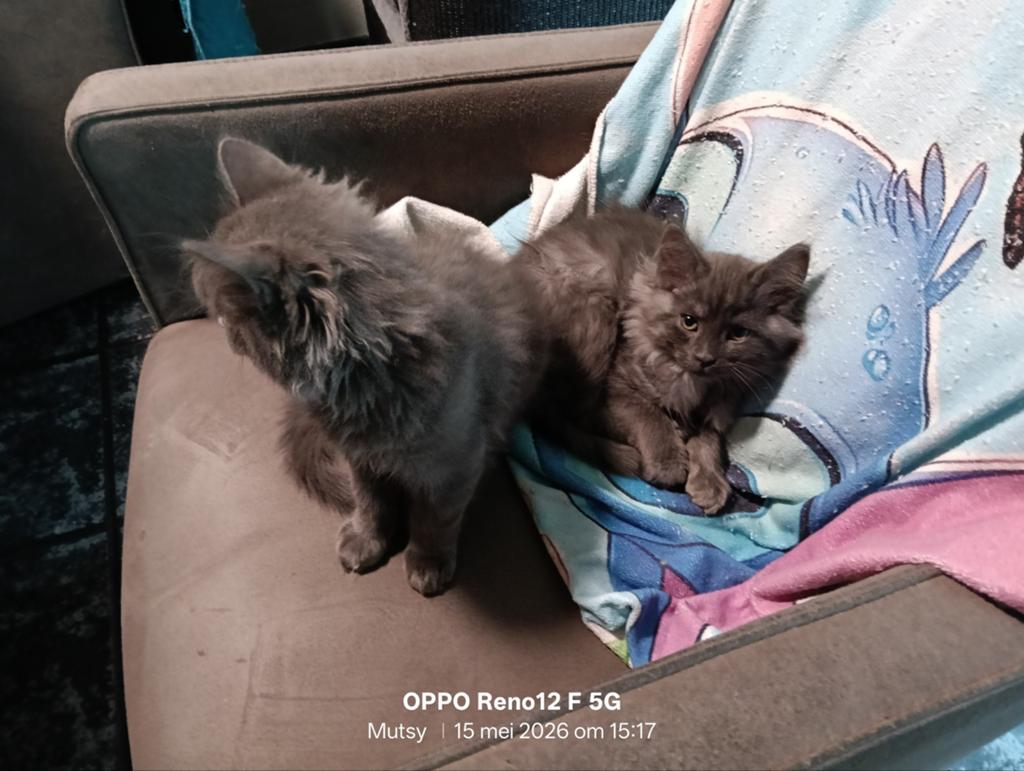 Maine Coon kittens nog twee katertjes  beschikbaar, Meerdere dieren, Gechipt, 0 tot 2 jaar