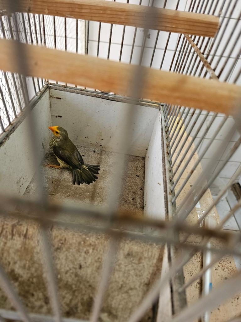 Binsenastrilde pop 2025 eigen kweek, Dieren en Toebehoren, Vogels | Overige Vogels, Vrouwelijk