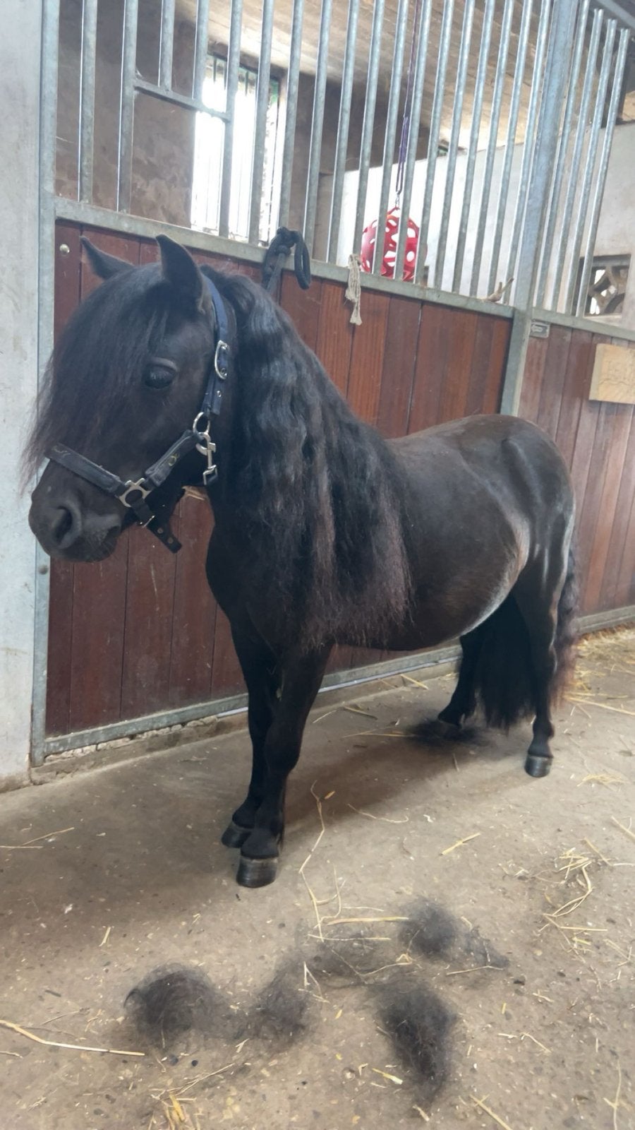 Lieve shetlander merie, Dieren en Toebehoren, Merrie, Onbeleerd, 0 tot 2 jaar
