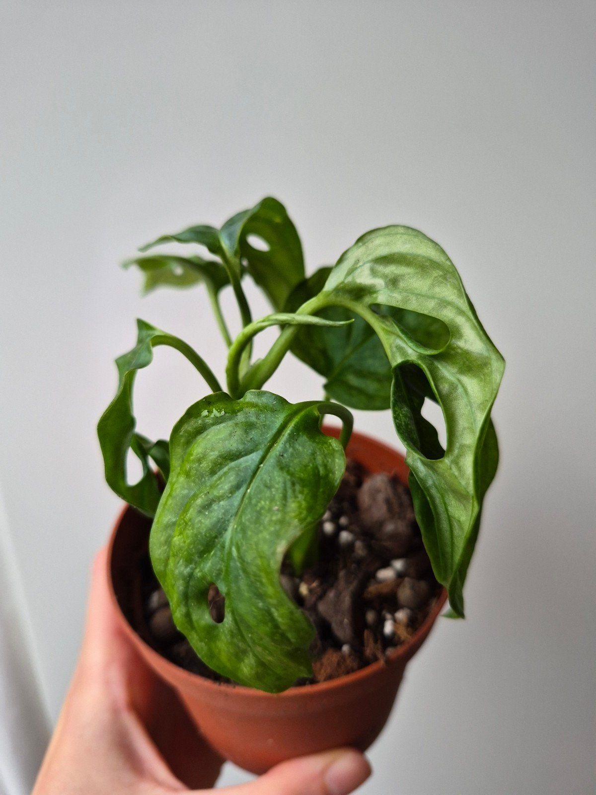 Monstera Adansonii Mint, Overige soorten, In pot, Minder dan 100 cm, Groene kamerplant