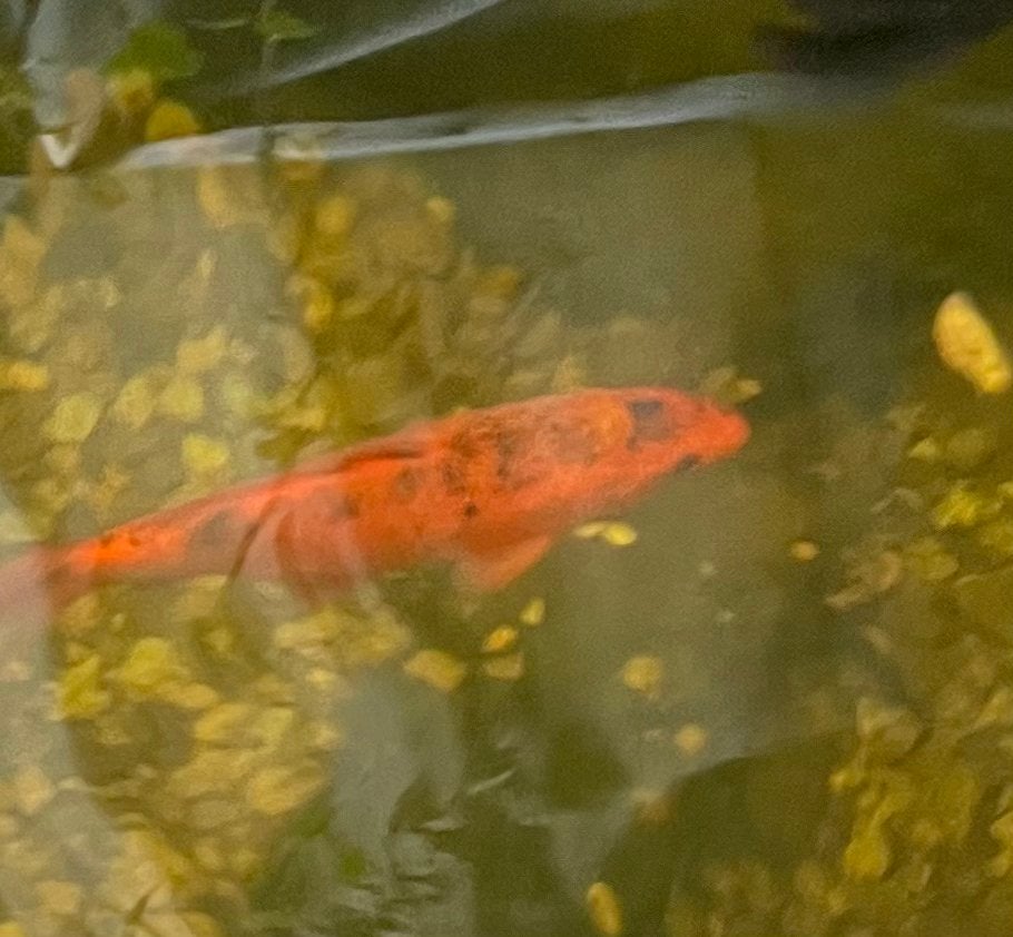 2 kleien koi karpers te koop!!, Dieren en Toebehoren, Vissen | Vijvervissen, Karper of Koi