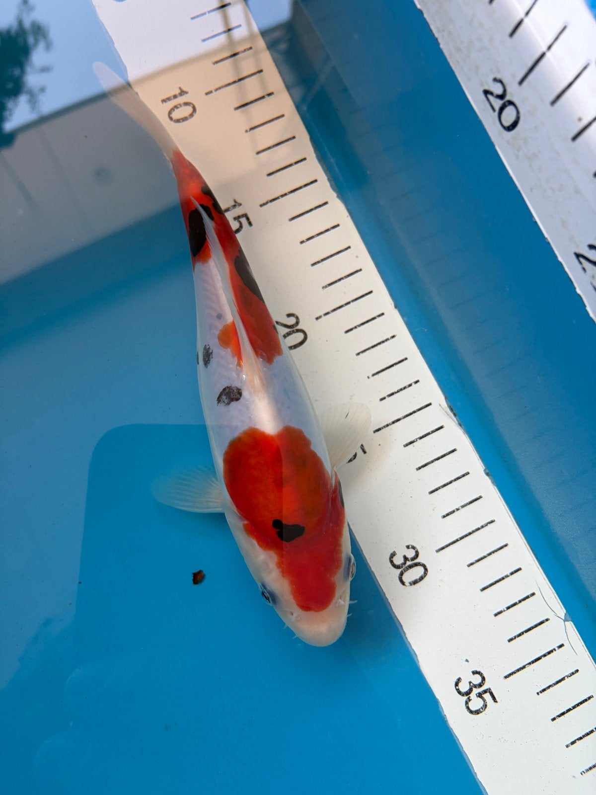 Mooie kois !!!, Karper of Koi