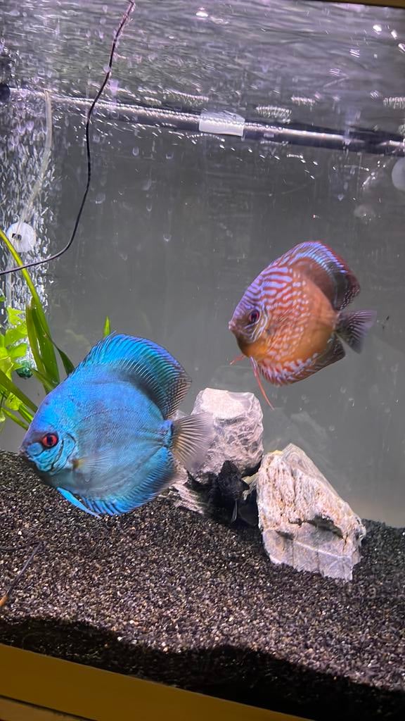 Discus koppel, Dieren en Toebehoren, Vissen | Aquariumvissen, Vis