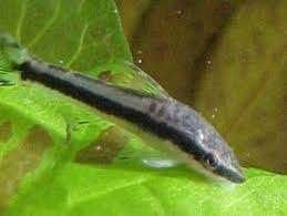 Otocinclus vittatus - Dwerg algen eter bij Koidream Valburg, Dieren en Toebehoren, Vis, Zoetwatervis