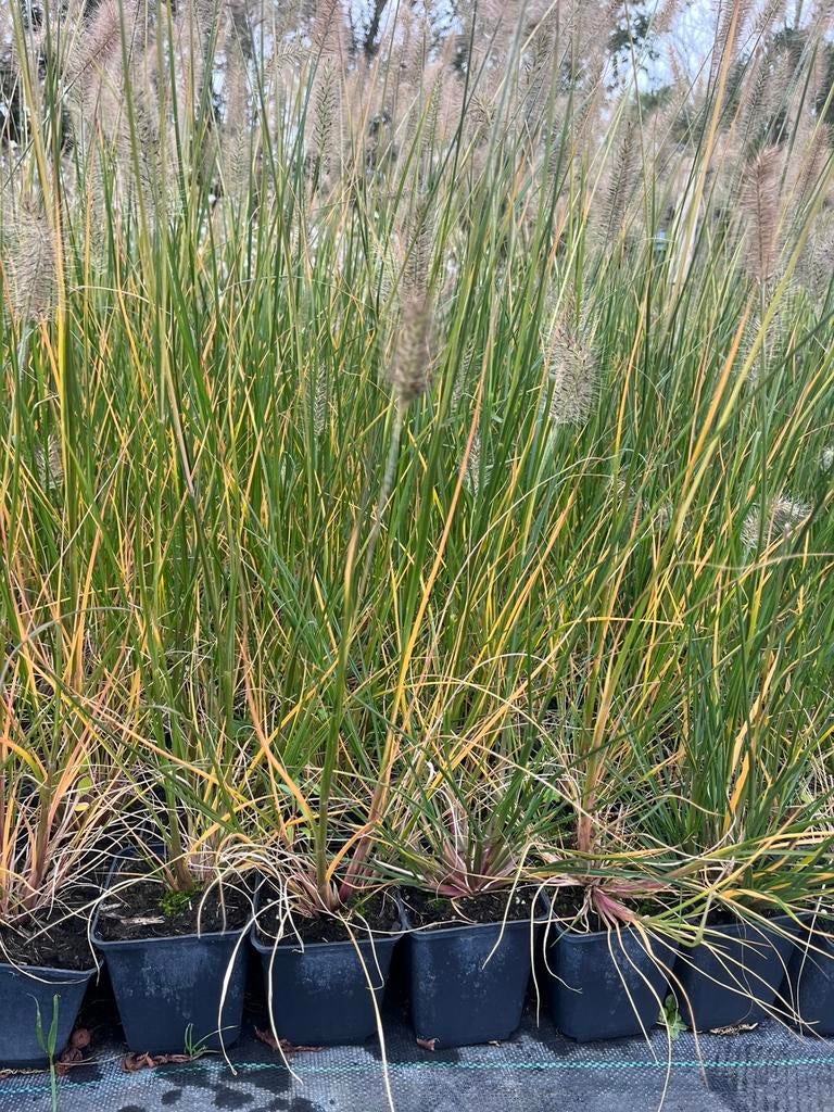 Pennisetum alopecuroides 'Little Bunny' / Lampenpoetsergras, Tuin en Terras, Ophalen of Verzenden, Overige soorten, Volle zon