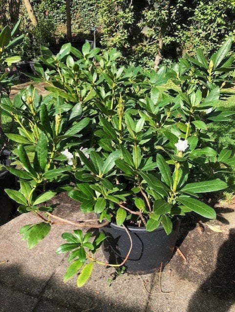 Rhododendron struik , staat in de kuip . hoogte 80 cm boven, Ophalen, Rhododendron, Struik, Minder dan 100 cm