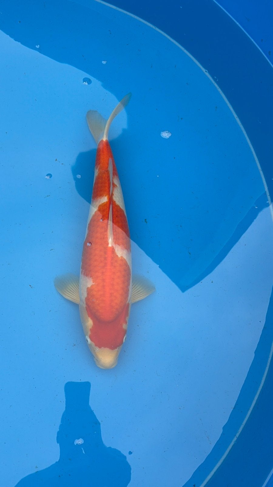te koop kohaku maruyama, Dieren en Toebehoren, Vissen | Vijvervissen, Karper of Koi