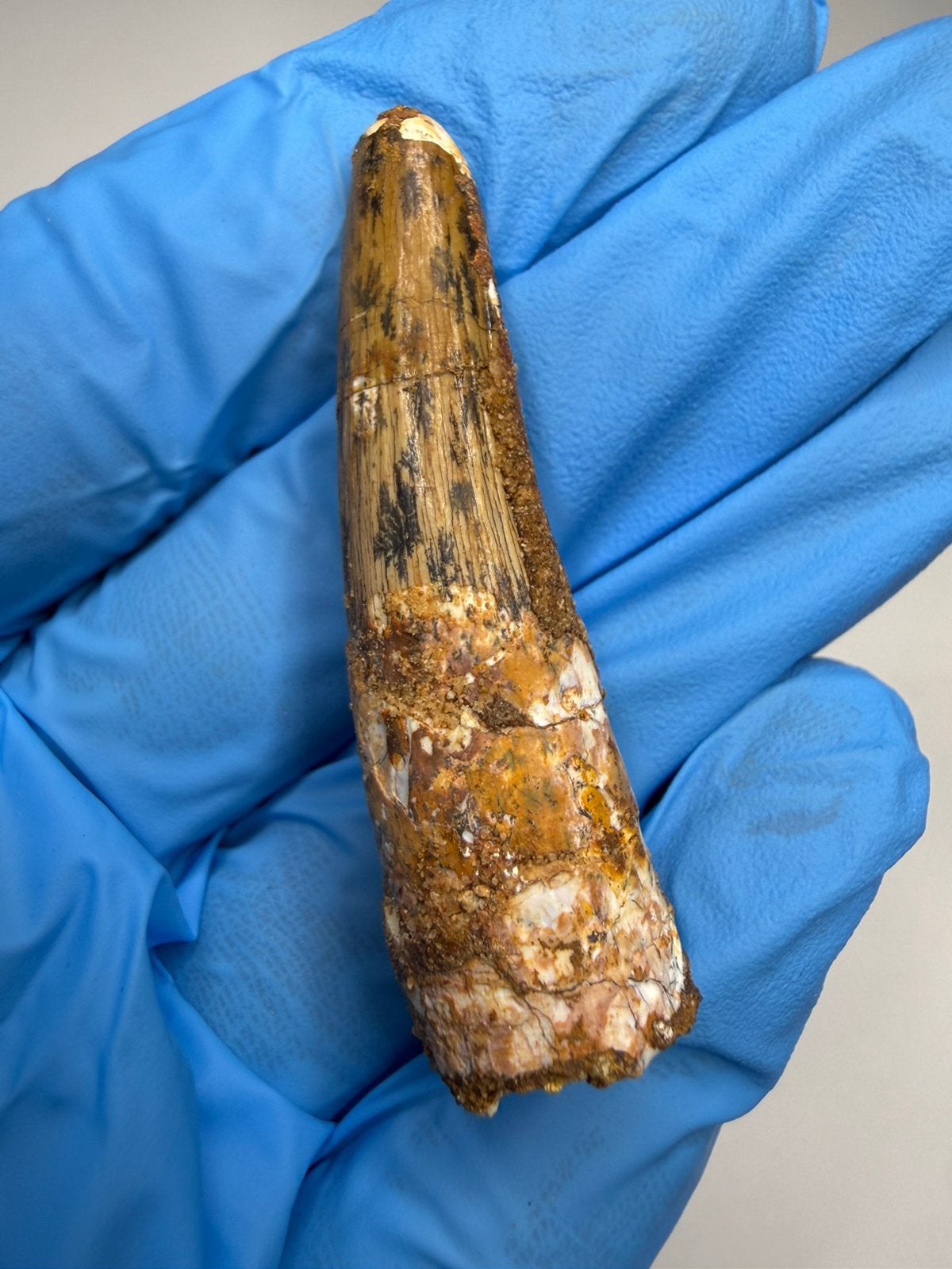 Spinosaurus tand, Ophalen of Verzenden, Fossiel