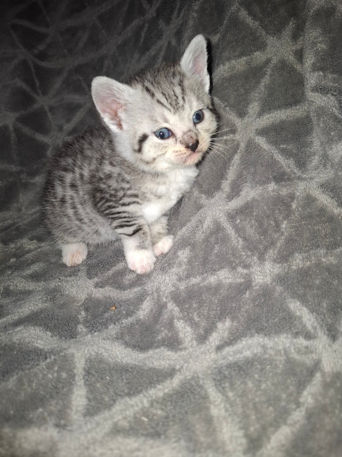 mooie huiselijke kittens snow bengaal x Britse korthaar, Kater, Kortharig
