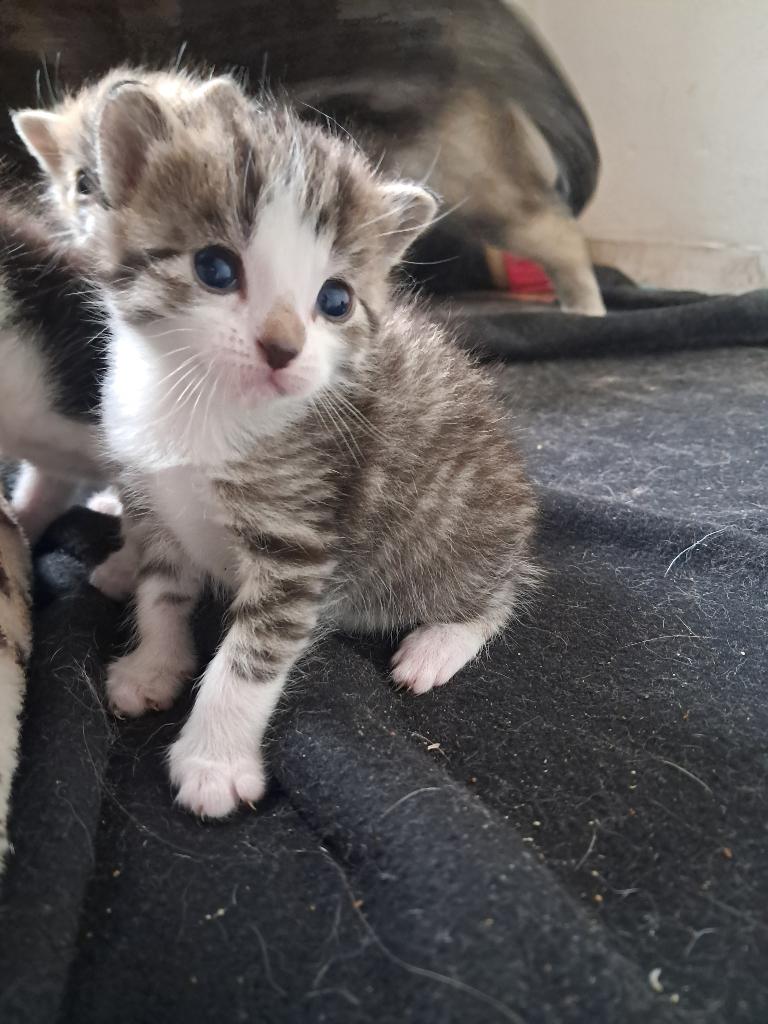 Kittens, Dieren en Toebehoren, Katten en Kittens | Raskatten | Korthaar, Meerdere dieren, Ontwormd, 0 tot 2 jaar