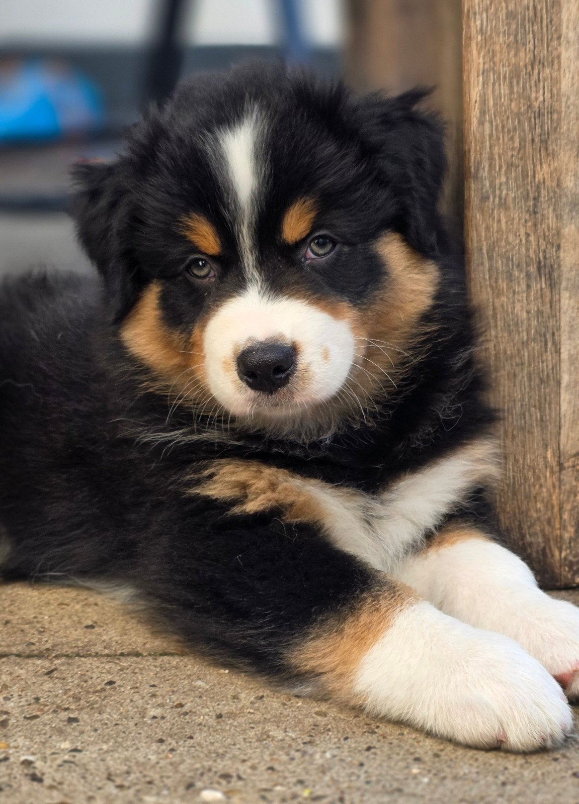 Australian Shepherd pups, nog 1 reu beschikbaar 🩵🩵, 8 tot 15 weken, Meerdere, Meerdere dieren, Herder