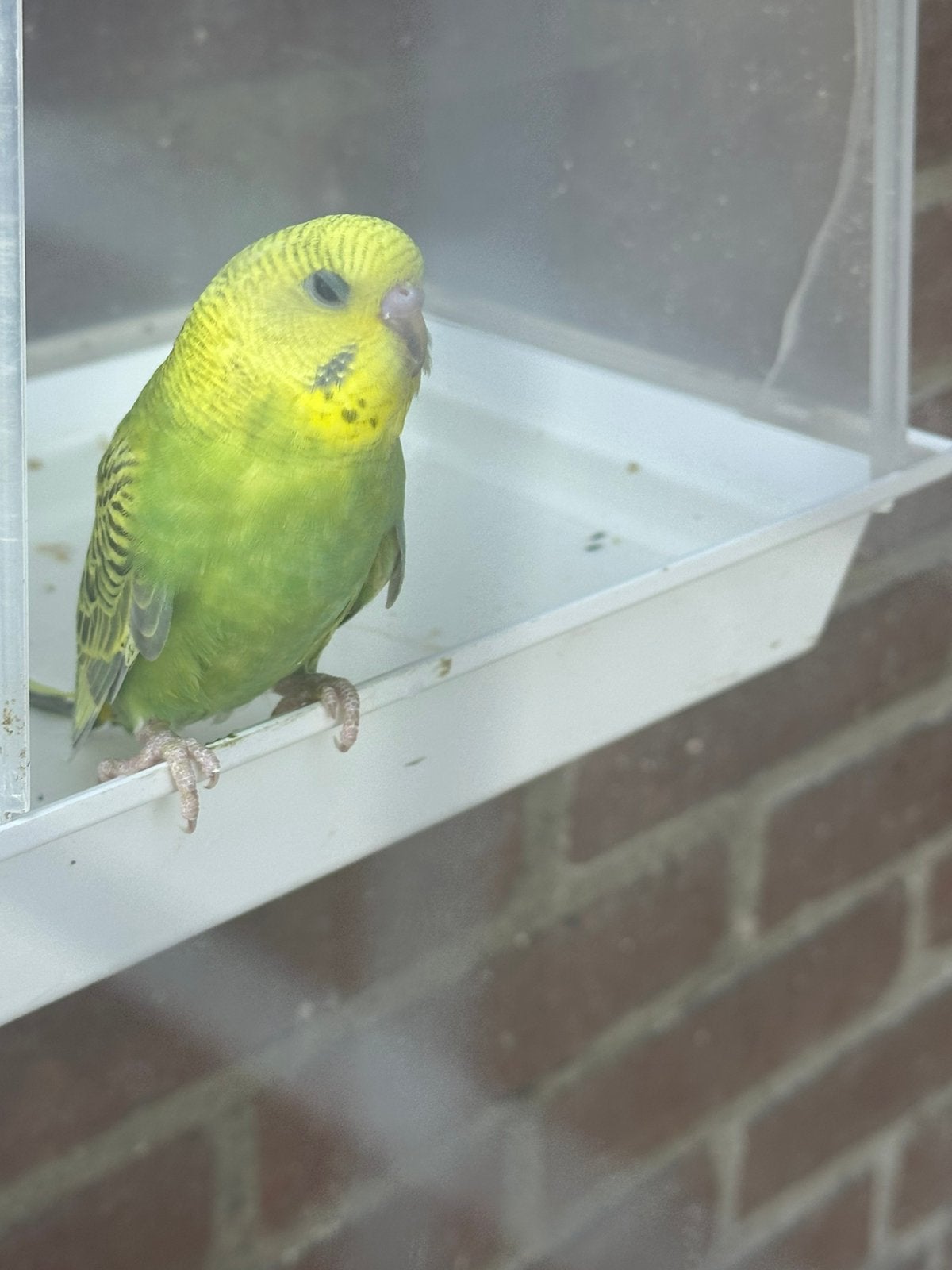 Hele jonge hand tamme grasparkieten, Meerdere dieren, Parkiet