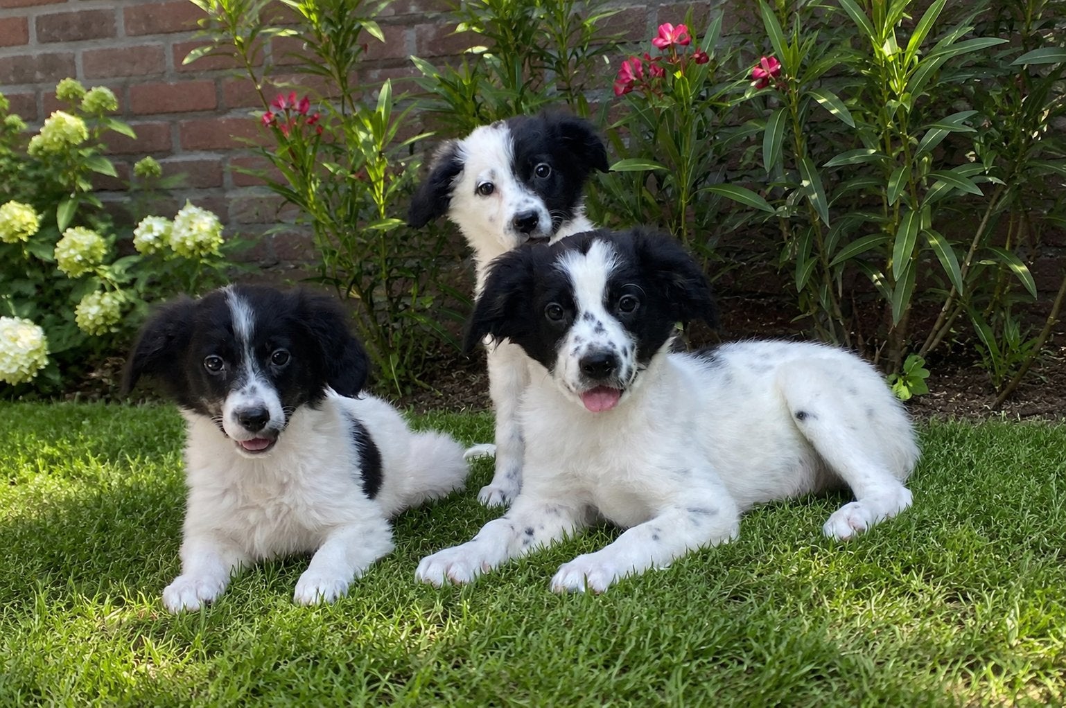 Vrolijke en speelse BORDER COLLIE x FRIESE STABIJ pups, Parvo, Nederland, 8 tot 15 weken, Meerdere