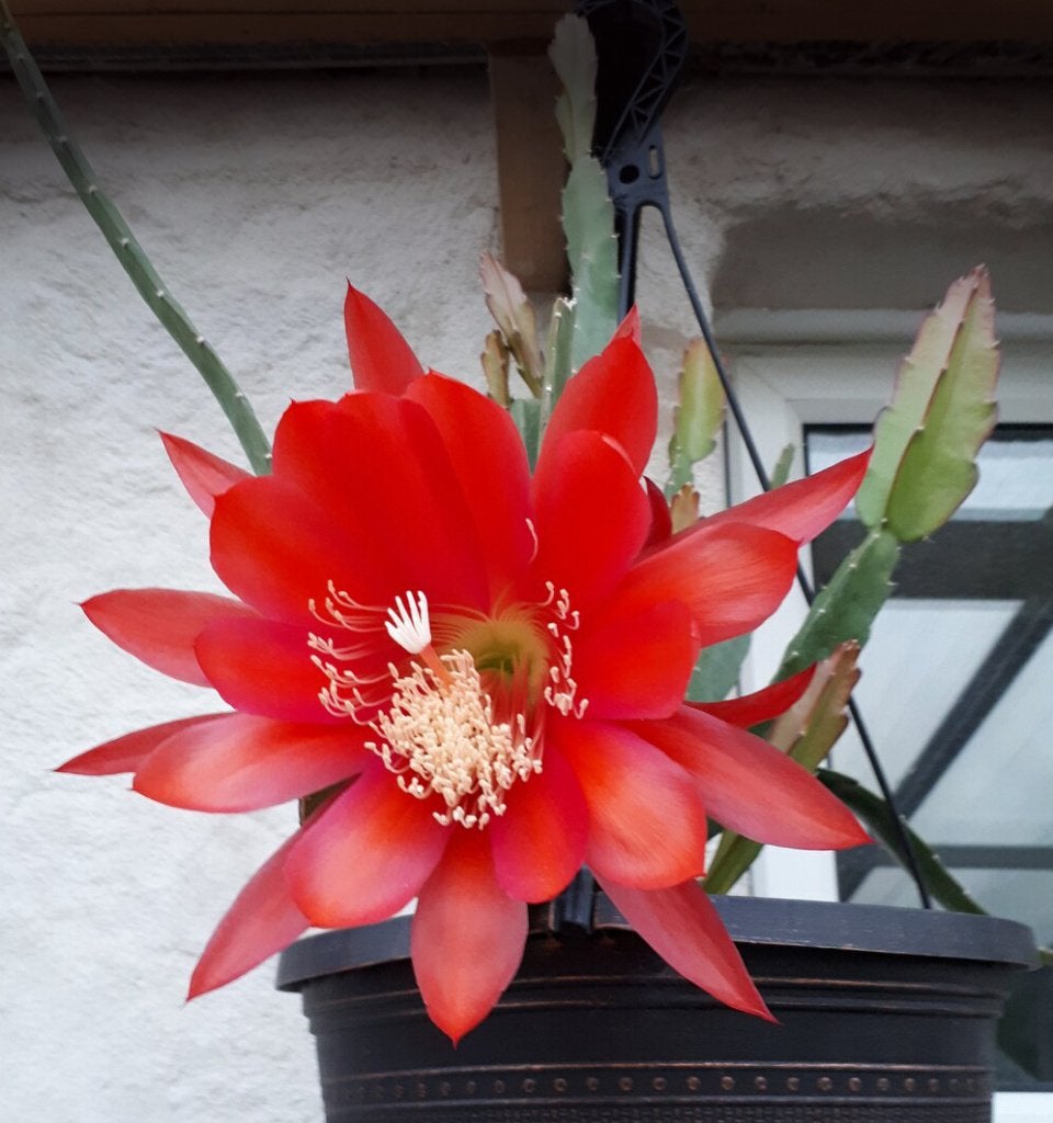 cactus - Epiphyllum RED TIP, Huis en Inrichting, Kamerplanten, Ophalen of Verzenden, Cactus, Volle zon, Minder dan 100 cm