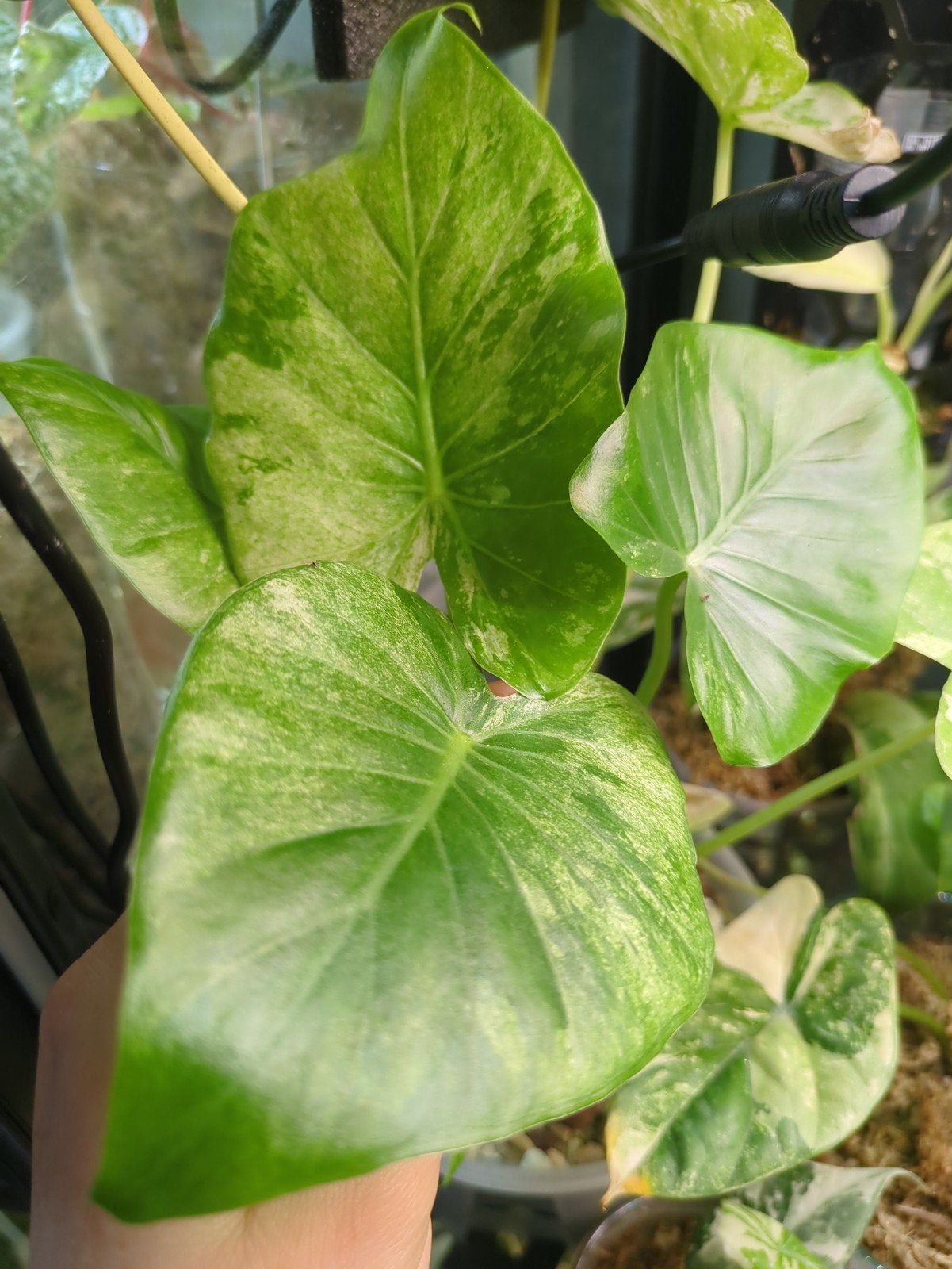 Alocasia Macrorrhiza Splash variegata, Ophalen of Verzenden, Halfschaduw, Minder dan 100 cm