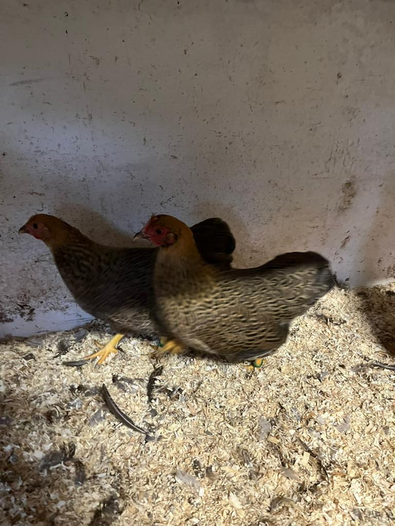 Wyandotte krielen meerzomig patrijs, Meerdere dieren, Kip