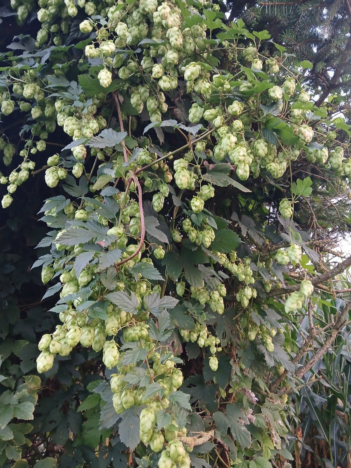 1 stronk verse Hopbellen, Volle zon, Vaste plant, Ophalen of Verzenden, Klimplanten