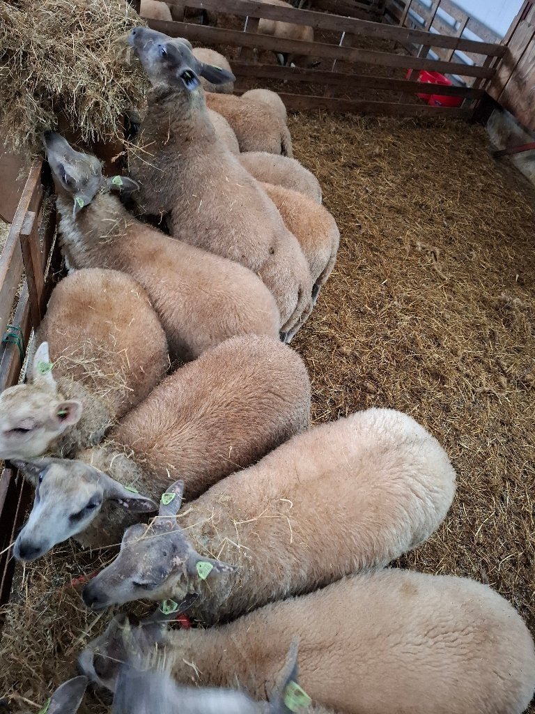 Bleu du maine ooien 50% raszuiver, Dieren en Toebehoren, Vrouwelijk, Schaap, 0 tot 2 jaar