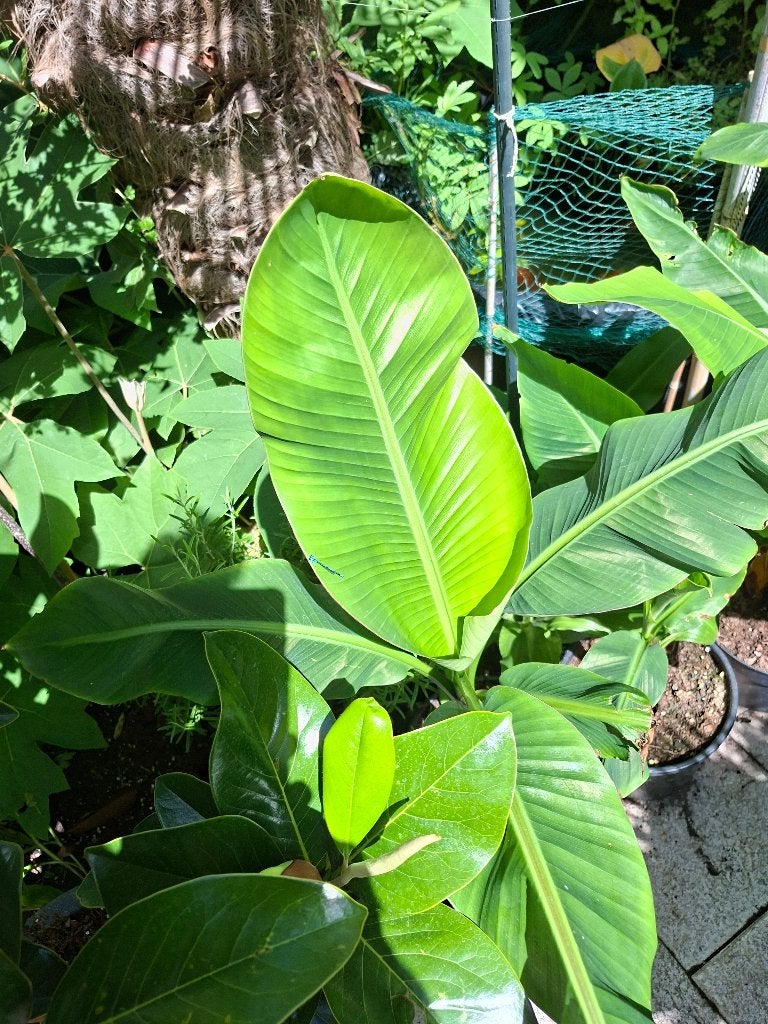 MUSA SP TIBET ( MUSA Yunanensis yongpingsis, Tuin en Terras, Planten | Tuinplanten, Vaste plant, Overige soorten, Volle zon, Ophalen