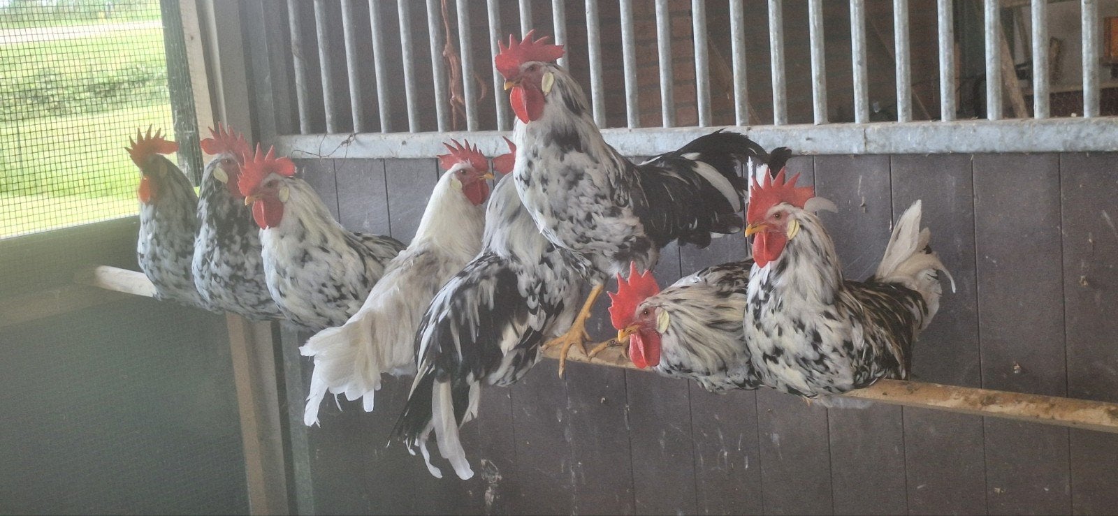 Leghorn hanen, Kip