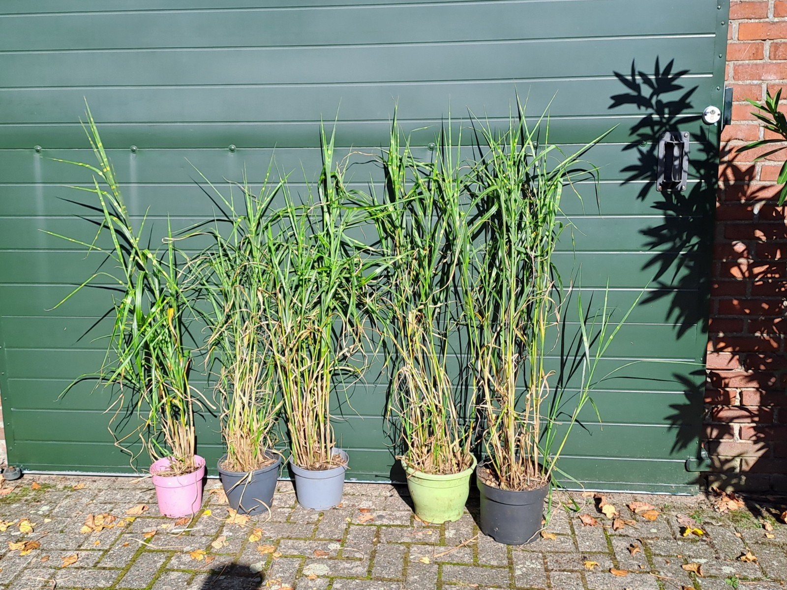 Zebragras (Miscanthus sinensis 'Zebrinus'), Ophalen, Volle zon, Vaste plant, Siergrassen