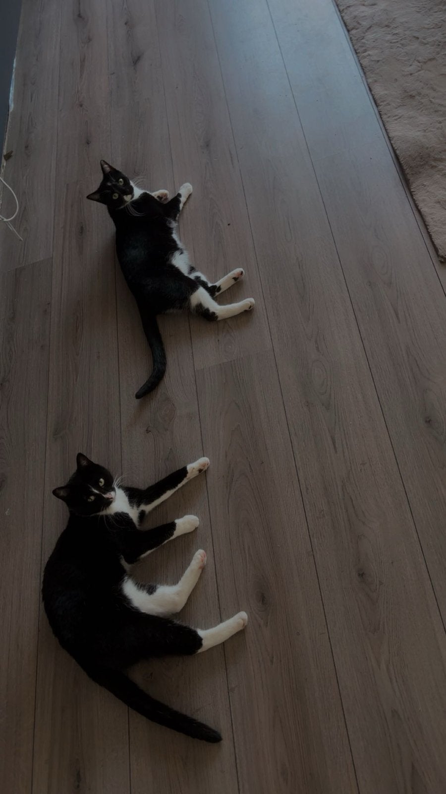 2 poezen Lina en Luna. 4 jaar oud, Poes