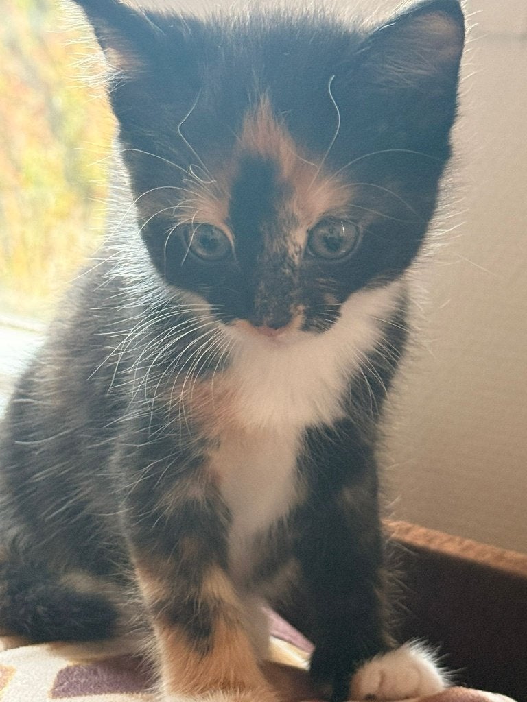kittens, Geslacht onbekend, 0 tot 2 jaar