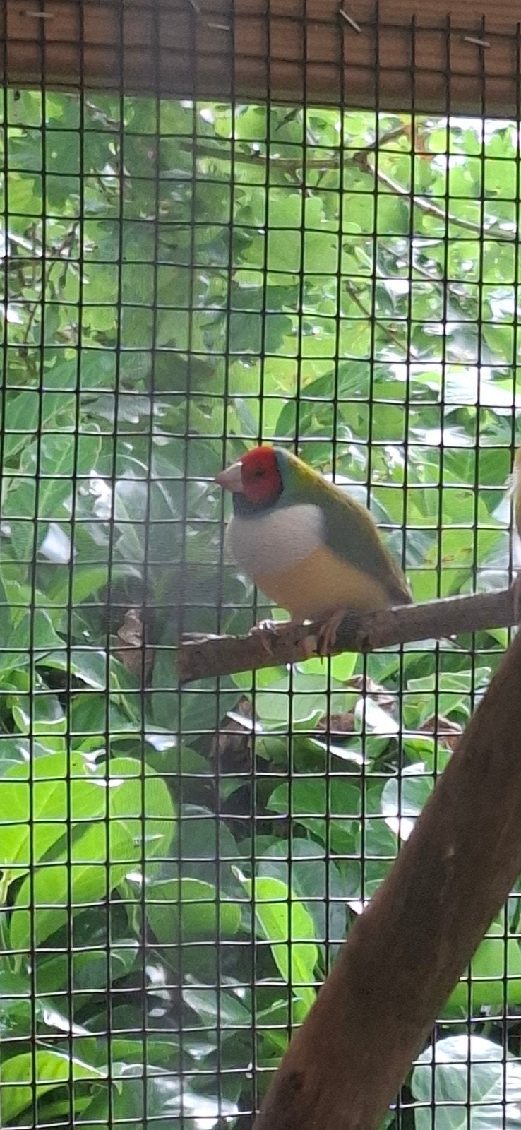 gouldamadines diverse kleuren, Meerdere dieren, Tropenvogel