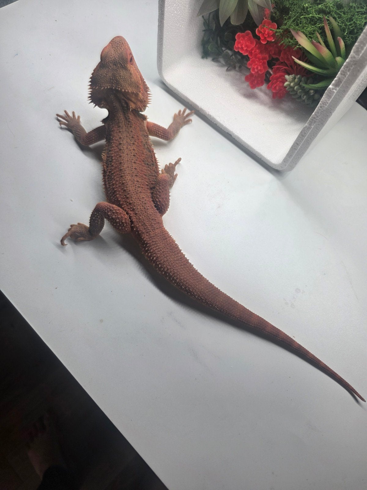 Baardagaam Hypo, trans, man, 1 jaar, eigen kweek Bearded Dragon photo 3