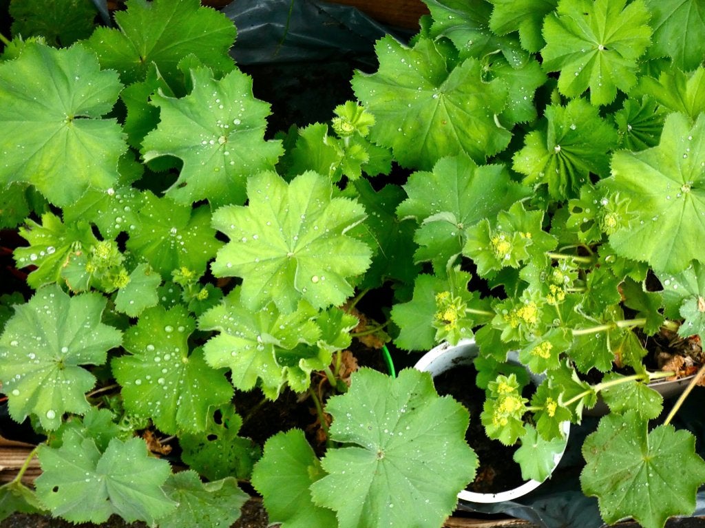 div. tuinplanten kruiden vrouwenmantel en pannenkoekplant +, Tuin en Terras, Planten | Tuinplanten, Ophalen, Vaste plant, Overige soorten