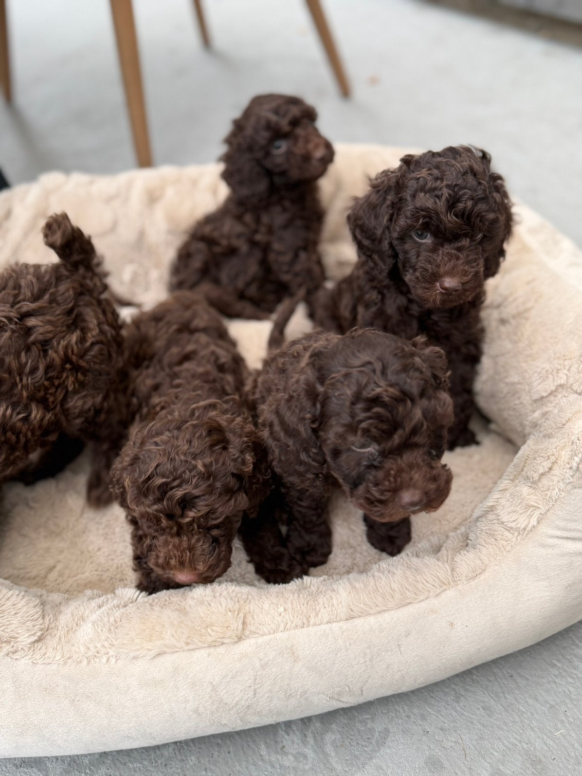 Schattige Choco Toy Poedel pups, Poedel, HCC (leverziekte), 8 tot 15 weken, Meerdere
