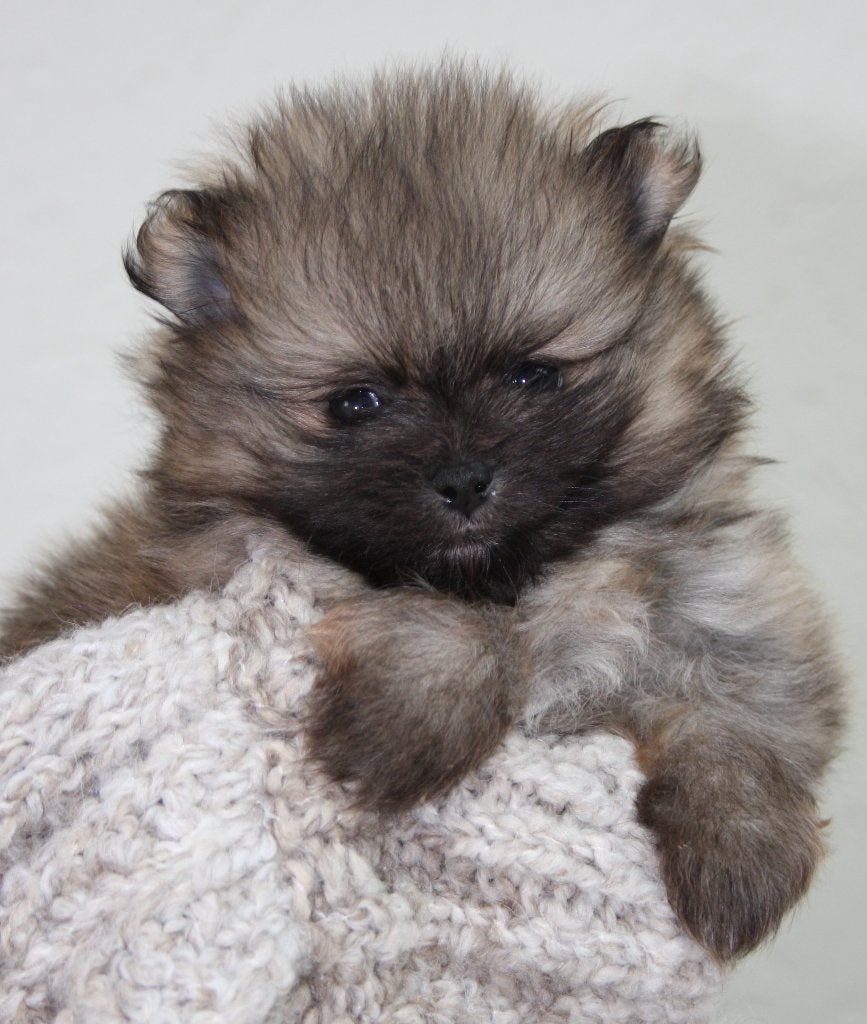 DWERGKEES/POMERIAAN PUPS, Keeshond, CDV (hondenziekte), 8 tot 15 weken, Meerdere