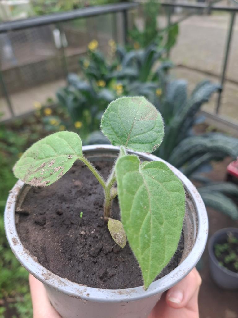 Eetbare ananaskers / physalis plant - biologisch, Ophalen, Halfschaduw, Minder dan 100 cm