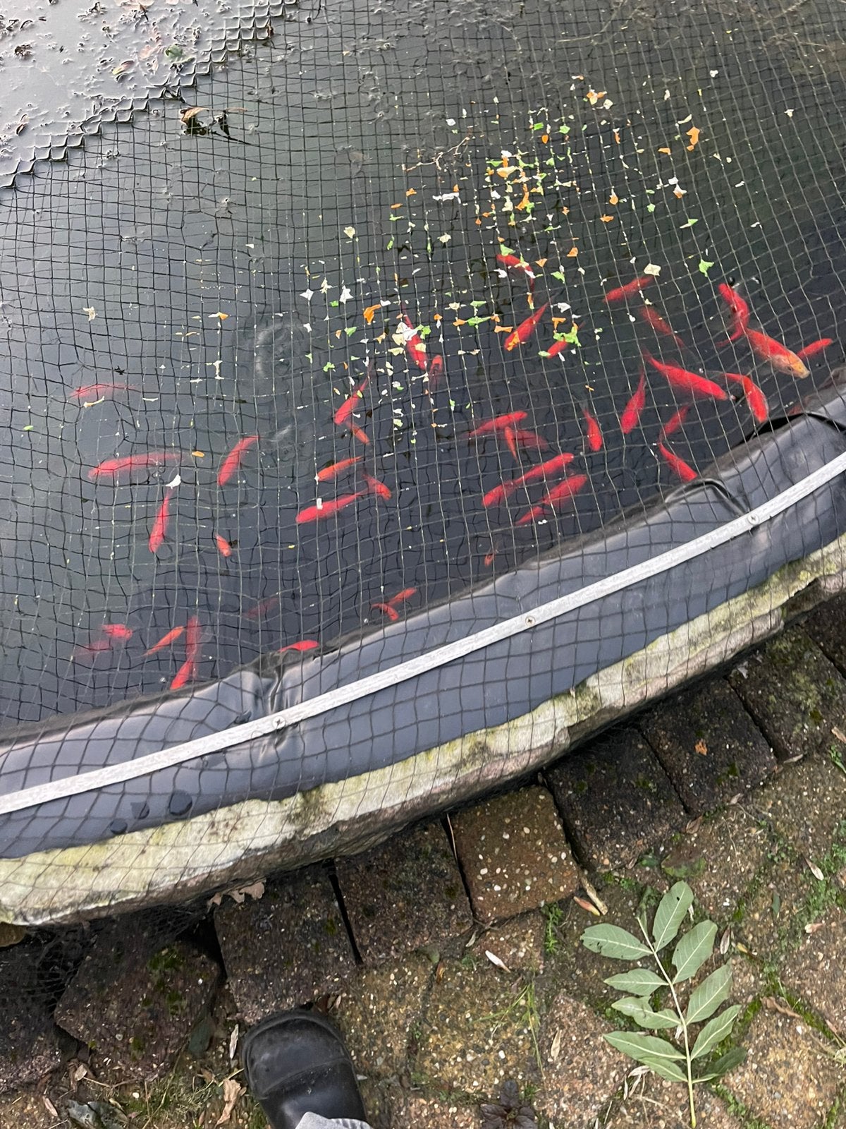 Mooi aantal goudvissen, Dieren en Toebehoren, Goudvis(sen)