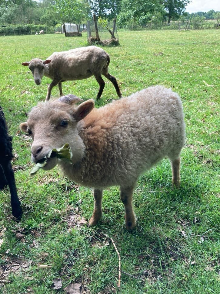Ouessant ram maart 2026 (alleen UBN houders), Dieren en Toebehoren, Mannelijk, Schaap, 0 tot 2 jaar