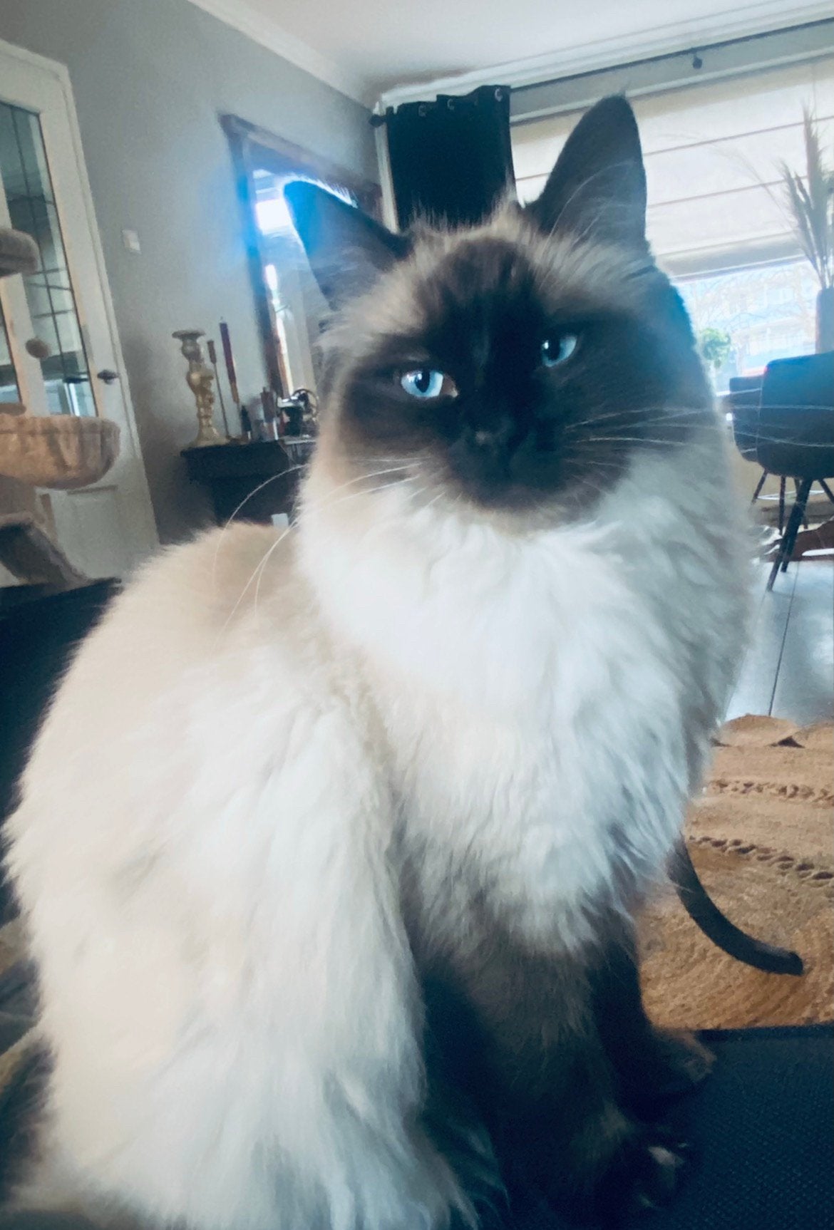 Kittens half ragdoll, Poes, Ontwormd