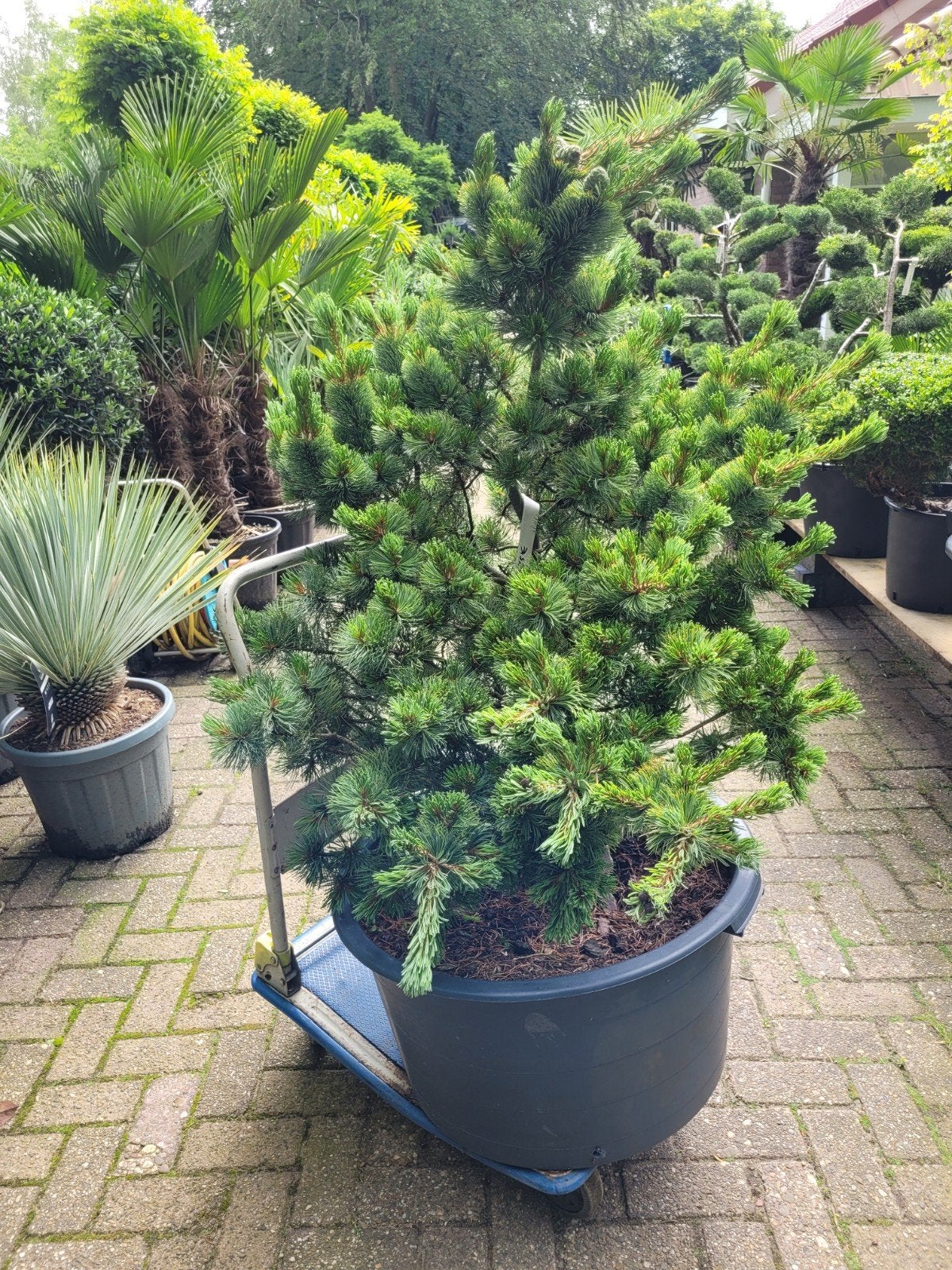 Pinus Parviflora Arakawa - Groot Formaat Japanse Den, Tuin en Terras, Bloeit niet, Overige soorten, 100 tot 250 cm, Ophalen