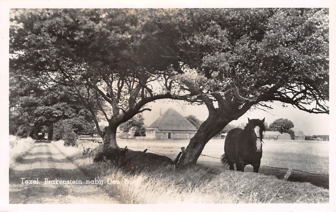 Texel, Brakenstein nabij Den Burg Paard, Ophalen of Verzenden, 1940 tot 1960, Gelopen, Waddeneilanden