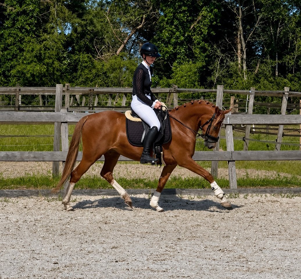 Talentvolle 3-jarige Duitse rijpony, Dieren en Toebehoren, Pony's, Merrie, Met stamboom, Dressuurpony, Zadelmak