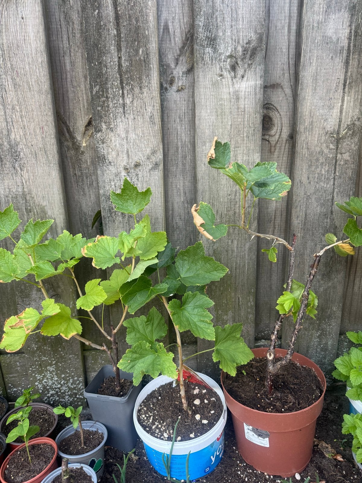 Bessenstruiken - Diverse soorten, waaronder rode bes, Ophalen, Vaste plant, Fruitplanten