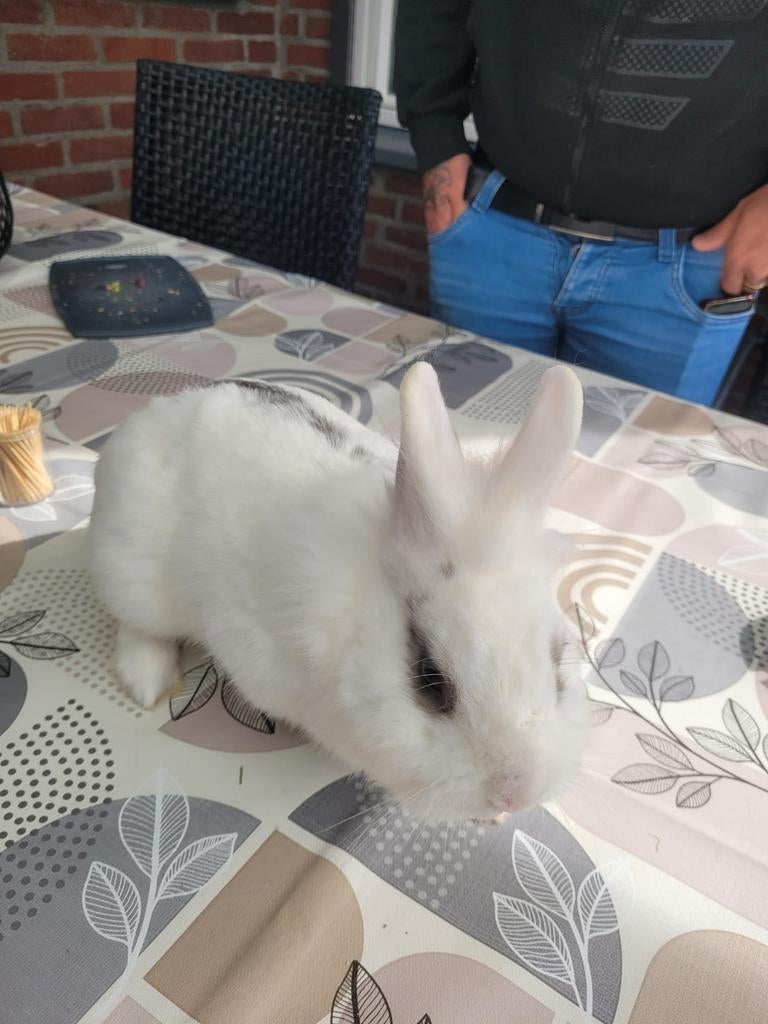Lieve Leeuwenkop konijn, Mannelijk