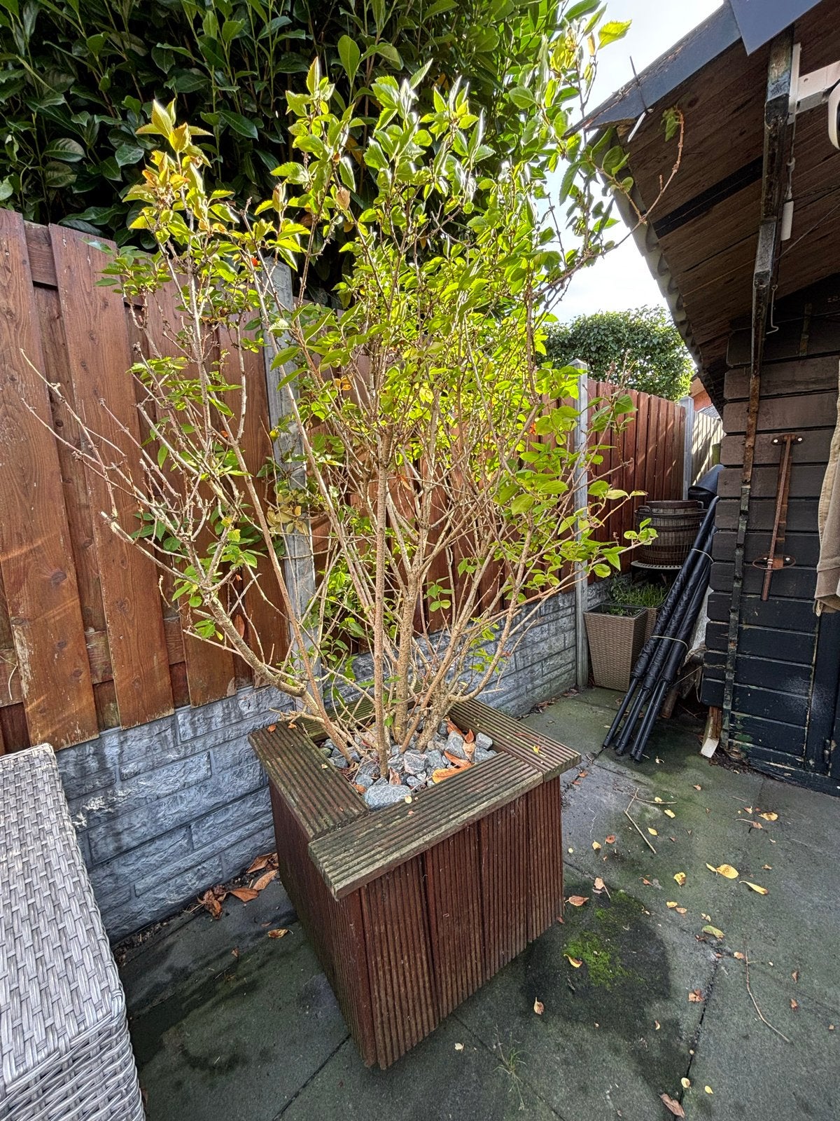 Mooie plant in grote bak op wielen, Vaste plant, Bloeit niet, Halfschaduw, Ophalen